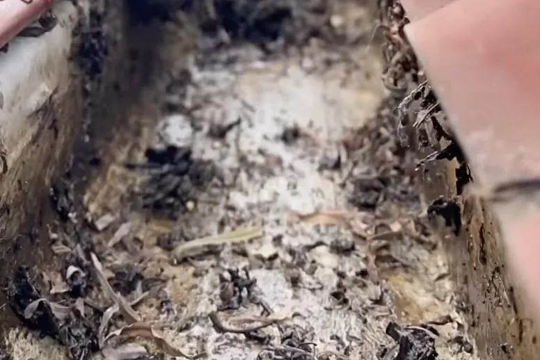 Nettoyage de gouttières à Fouesnant